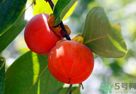 吃柿子會(huì)回奶嗎？哺乳期吃柿子會(huì)回奶嗎？