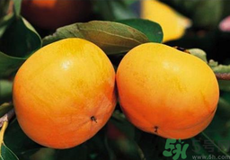 脆柿子可以直接吃嗎？柿子可以直接吃嗎？