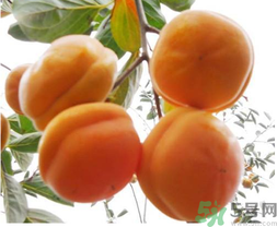 硬柿子不能和什么一起吃？吃硬柿子不能吃什么？