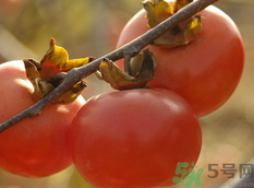 熟柿子能放冰箱嗎？熟柿子放冰箱冷凍嗎？