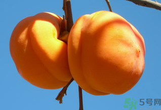 大柿子不能和什么同吃？大柿子和什么食物相克？