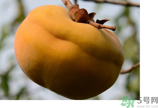 大柿子不能和什么同吃？大柿子和什么食物相克？