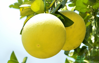 10月份吃什么水果好？十月份吃什么水果？