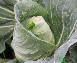 十月份種什么蔬菜？十月份適合種什么蔬菜？