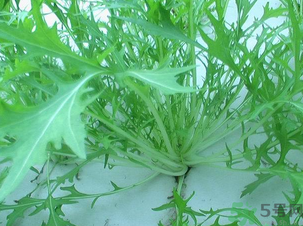 十月份種什么蔬菜？十月份適合種什么蔬菜？