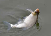 秋天釣鯉魚(yú)用什么味型？秋季釣鯉魚(yú)餌料味型