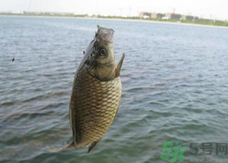 秋天釣魚(yú)用什么餌料？秋季釣魚(yú)用什么餌料好？