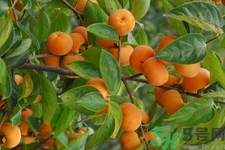 柿子變軟還能吃嗎？柿子變軟是壞了嗎？