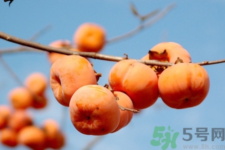 飯前吃脆柿子會變胖嗎？脆柿子吃多了會變胖嗎？