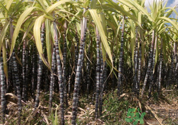 甘蔗是熱性還是涼性？甘蔗是是涼性的嗎？