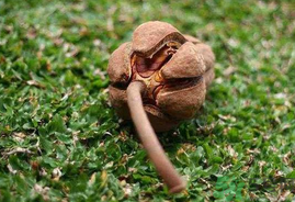 向天果怎么吃？向天果怎么吃效果好？