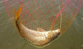 秋天釣鯉魚用什么餌料？秋天釣鯉魚餌料配方