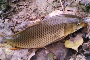 秋天釣鯉魚用什么餌料？秋天釣鯉魚餌料配方