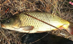 秋天釣鯉魚用什么餌料？秋天釣鯉魚餌料配方