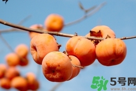 脆柿子是怎么做好吃？脆柿子的制作方法