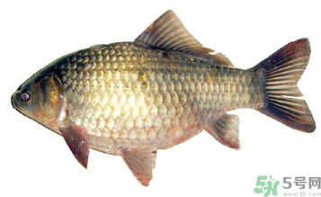 秋天釣鯽魚用什么餌料？秋天釣鯽魚用什么味餌？