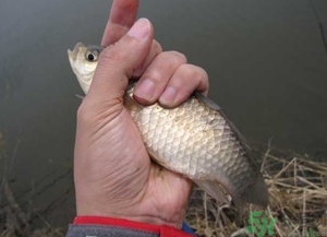 秋天釣鯽魚用什么餌料？秋天釣鯽魚用什么味餌？