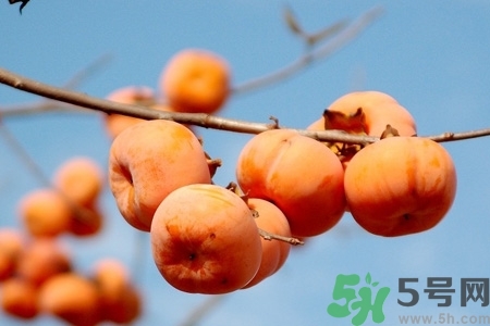 軟柿子和硬柿子能經常吃嗎？脆柿子和軟柿子的區(qū)別