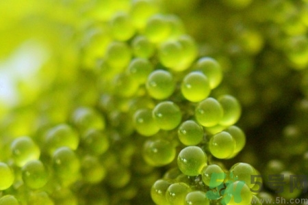 海葡萄是什么?海葡萄的功效 海葡萄是什么?海葡萄的功效