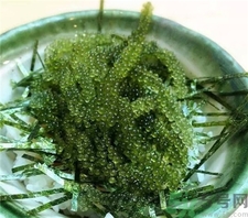 海葡萄是什么?海葡萄的功效 海葡萄是什么?海葡萄的功效