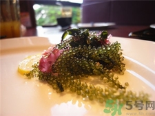 海葡萄是什么?海葡萄的功效 海葡萄是什么?海葡萄的功效