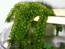 海葡萄是什么?海葡萄的功效 海葡萄是什么?海葡萄的功效