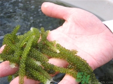 海葡萄是什么?海葡萄的功效 海葡萄是什么?海葡萄的功效