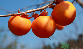 新鮮柿子怎樣去澀？硬柿子怎樣去澀？