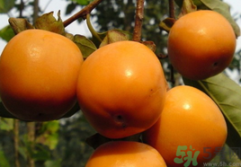 新鮮柿子怎樣去澀？硬柿子怎樣去澀？