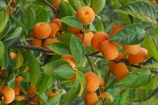 吃柿子喝酸奶會(huì)中毒嗎？吃柿子可以喝酸奶嗎？