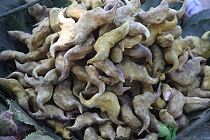 菱角煮多久能熟?菱角高壓鍋煮多久 菱角煮多久能熟?菱角高壓鍋煮多久