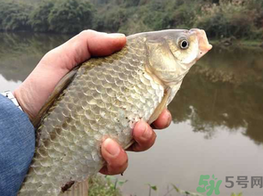 十月份釣鯽魚(yú)用什么餌？十月份釣鯽魚(yú)用什么餌料好？