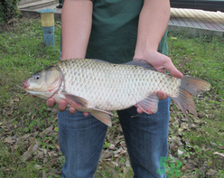 十月份釣鯽魚(yú)用什么餌？十月份釣鯽魚(yú)用什么餌料好？