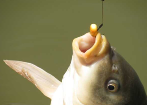秋天釣魚用什么小藥？秋天釣魚小藥搭配