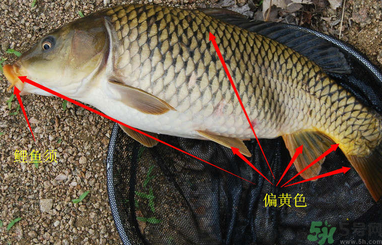 秋天釣鯉魚用什么小藥？秋天黑坑釣鯉魚用什么小藥？