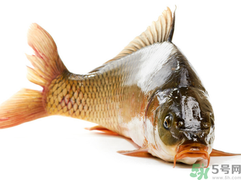 秋天釣鯉魚用什么小藥？秋天黑坑釣鯉魚用什么小藥？