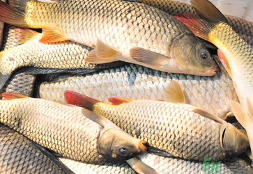 秋天釣鯉魚用什么小藥？秋天黑坑釣鯉魚用什么小藥？