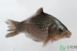 秋天黑坑釣鯽魚用什么餌料？秋天黑坑釣鯽魚餌料配方