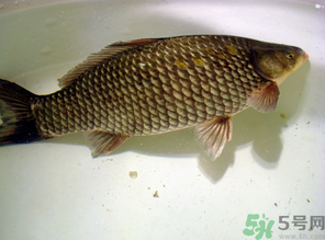 秋天黑坑釣鯽魚用什么餌料？秋天黑坑釣鯽魚餌料配方