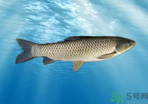 十月份草魚好釣嗎？十月份怎么釣草魚？