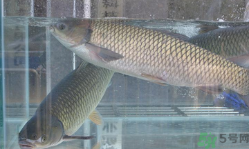 十月份草魚好釣嗎？十月份怎么釣草魚？