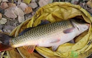 十月份可以釣鯉魚嗎？十月份釣鯉魚用什么餌？