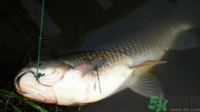 十月份可以釣鯉魚嗎？十月份釣鯉魚用什么餌？