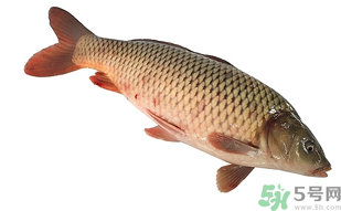 十月份可以釣鯉魚嗎？十月份釣鯉魚用什么餌？