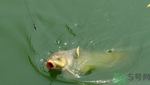 十月份怎么釣鯽魚？十月份怎么釣鯉魚？