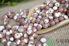 芡實(shí)是什么東西?芡實(shí)怎么吃最營養(yǎng)