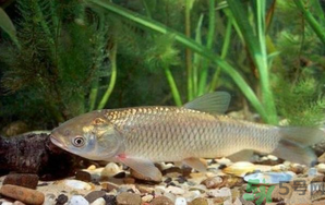 秋天釣草魚用什么餌？秋季釣草魚用什么餌最好？ 