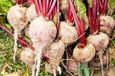 吃甜菜有什么好處？吃甜菜對(duì)身體好嗎？