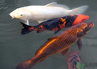 用玉米粒怎么釣鯉魚？玉米粒怎么泡制釣魚餌料？