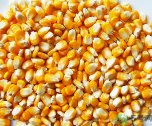 玉米用什么泡釣魚好？玉米怎么泡好釣魚？